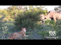 Rhinos vs lions
