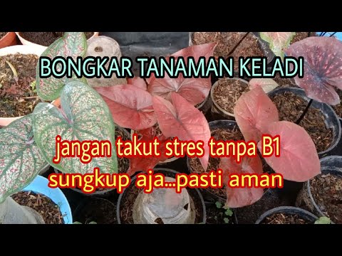 Video: Faedah Sungkupan Taman: Kelebihan Menambah Sungkupan Di Taman