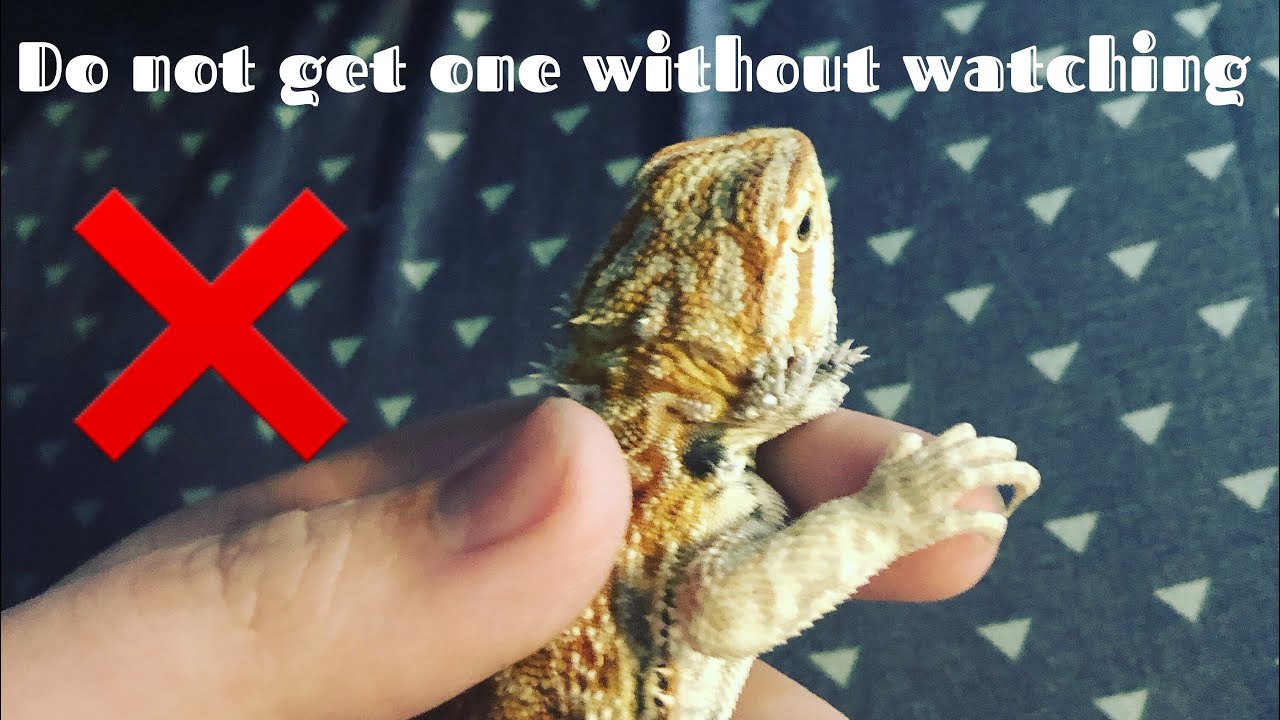 petco hours DONT GET A BEARDED DRAGON WITH OUT KNOWING THESE THINGS