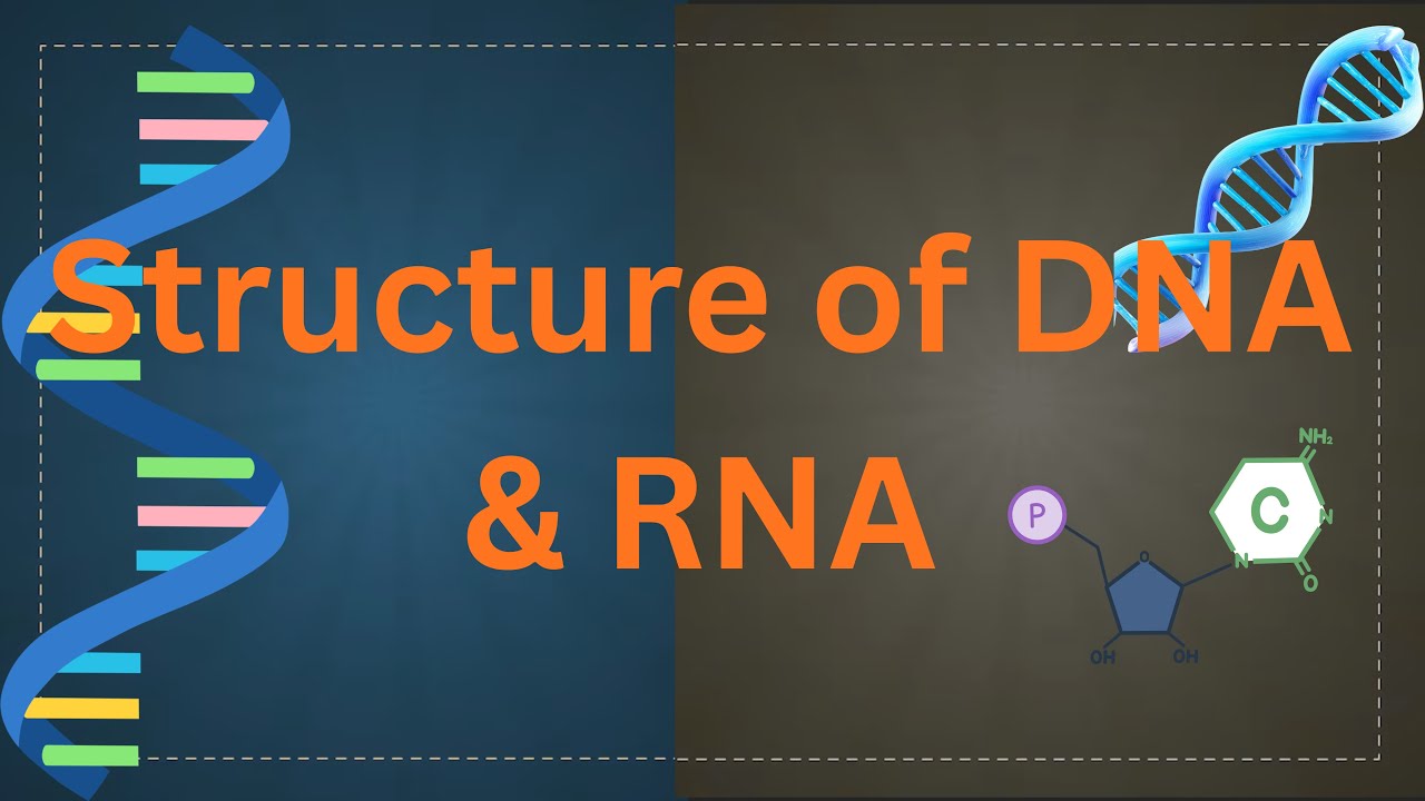 DNA, RNA & Nucleotide l Nucleic acid structure and function/ Biology lecture Urdu/Hindi