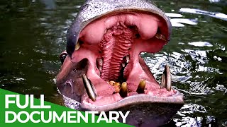 Wildlife | Episode 4 | World's Largest Land Animals: Hippos & Rhinos | Free Documentary Nature