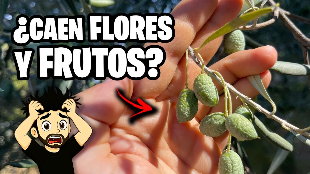 Las FLORES y FRUTOS de tus PLANTAS se CAEN porque NADIE te dijo ESTO… 🍇