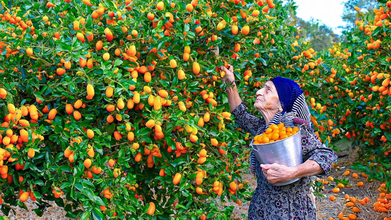 Сбор свежего кумквата | Приготовление варенья из Кинкана и апельсинового пирога
