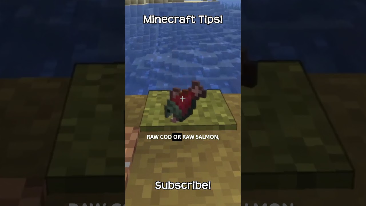 How To Use A Dolphin To Find Buried Treasure In Minecraft?!
