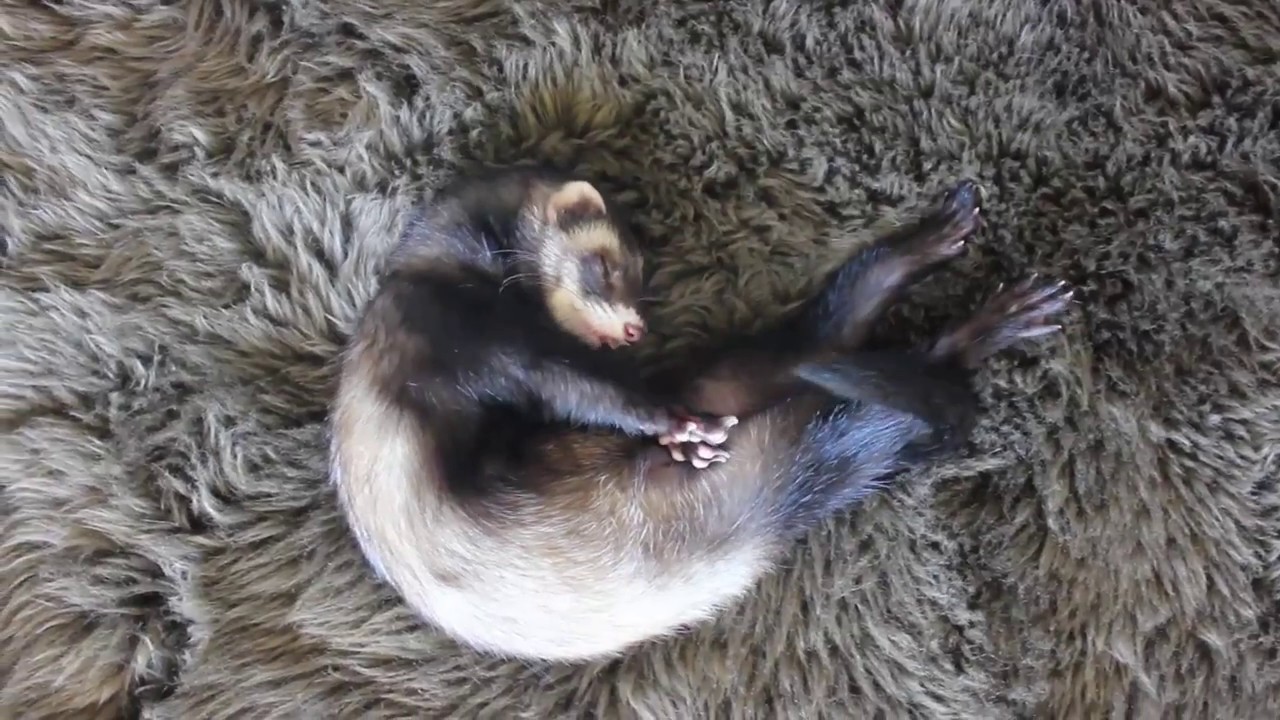 Why do ferrets Interpretations Why do ferrets Interpretations