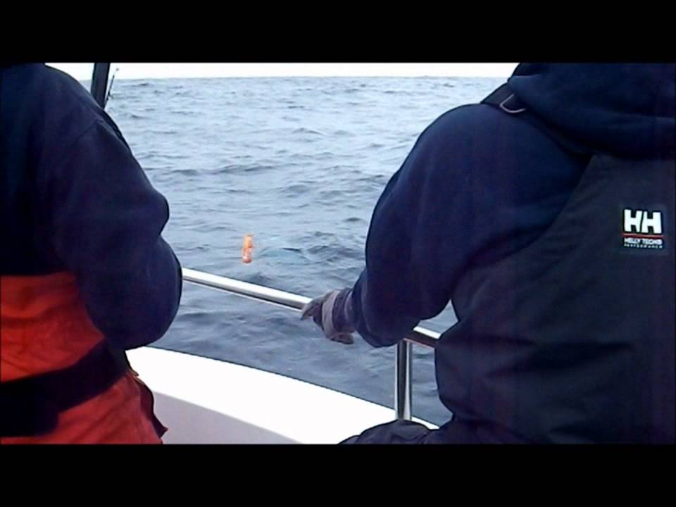 Ammo baits Shark fishing 