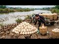10 Days Harvesting 1000+ Giant Duck Eggs From The Farm, Simple Homemade Kimbap Recipe