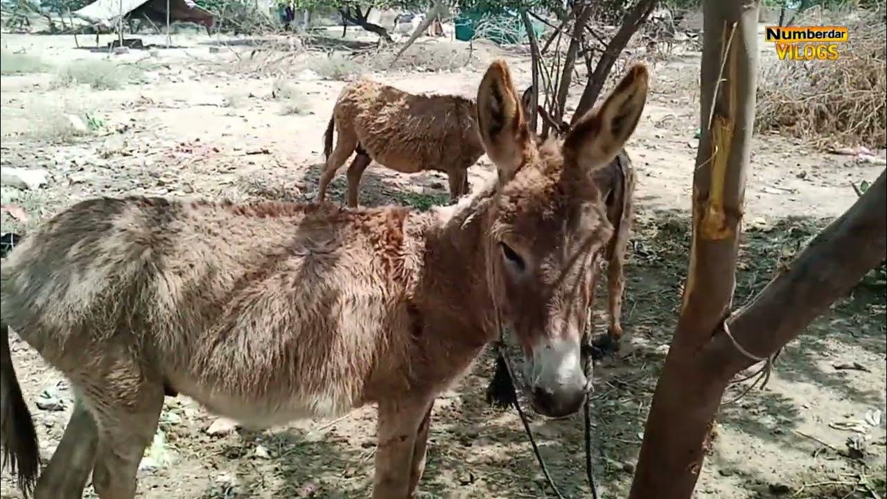 donkey mating 3 horse mating horse breeding donkey breeding