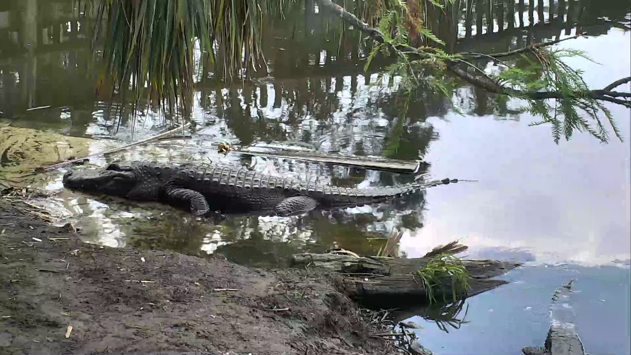 eggs florentine Alligator Swamp and Spoonbills Cam 08-22-2018 13:13:03 - 14:13:04