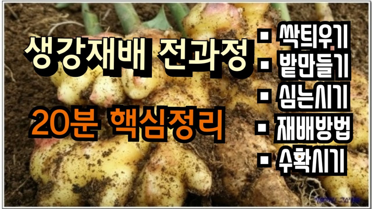 [25-4]생강재배 전과정 20분 핵심정리, 재배 필수 영상