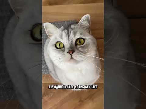 Видео: Почему мой кот преследует меня?