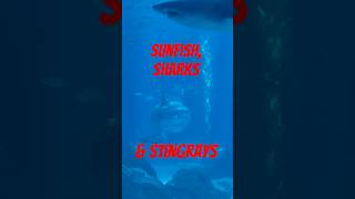 Giant Sunfish Vs Shark and Stingrays #shorts #animals #fish #ocean #wildlife #travel