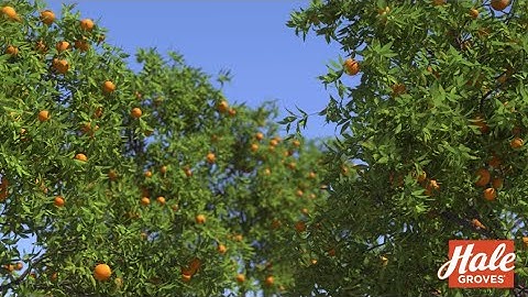 Hale Groves - Your trusted source for tree-ripened citrus gifts for over 75 years!