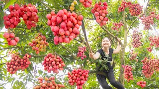 Harvesting Litchi Fruit & Cook sticky rice stuffed with lychee Goes to the market sell