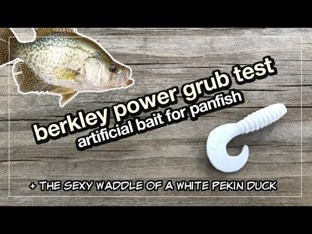 Can Berkley Powerbait Power Grubs Catch Big Panfish? (Test) + The Sexy  White Duck 