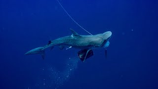 The Truth About Sharks (My Opinion) | Spearfishing With Sharks