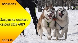Скиджоринг с хаски. Закрытие лыжного сезона 2018-19 | Инфинити и Шторм