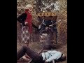 Sylvie Vartan 🚂💨 Le Loco Motion #1962 #chanson #yeye #sylvievartan #lelocomotion #60s #shorts