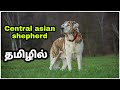 Central asian shepherd dog breed tamil|| Pets Tamizhan || subscribe #petstamizhan #subscribe