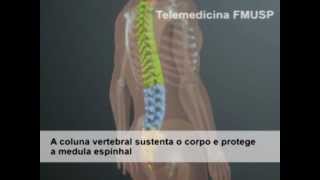 Coluna Vertebral Playmagem