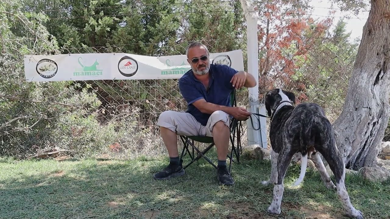 Presa Canario Tenerife/ Gran Canaria/ Old Blood/ Bölüm 3