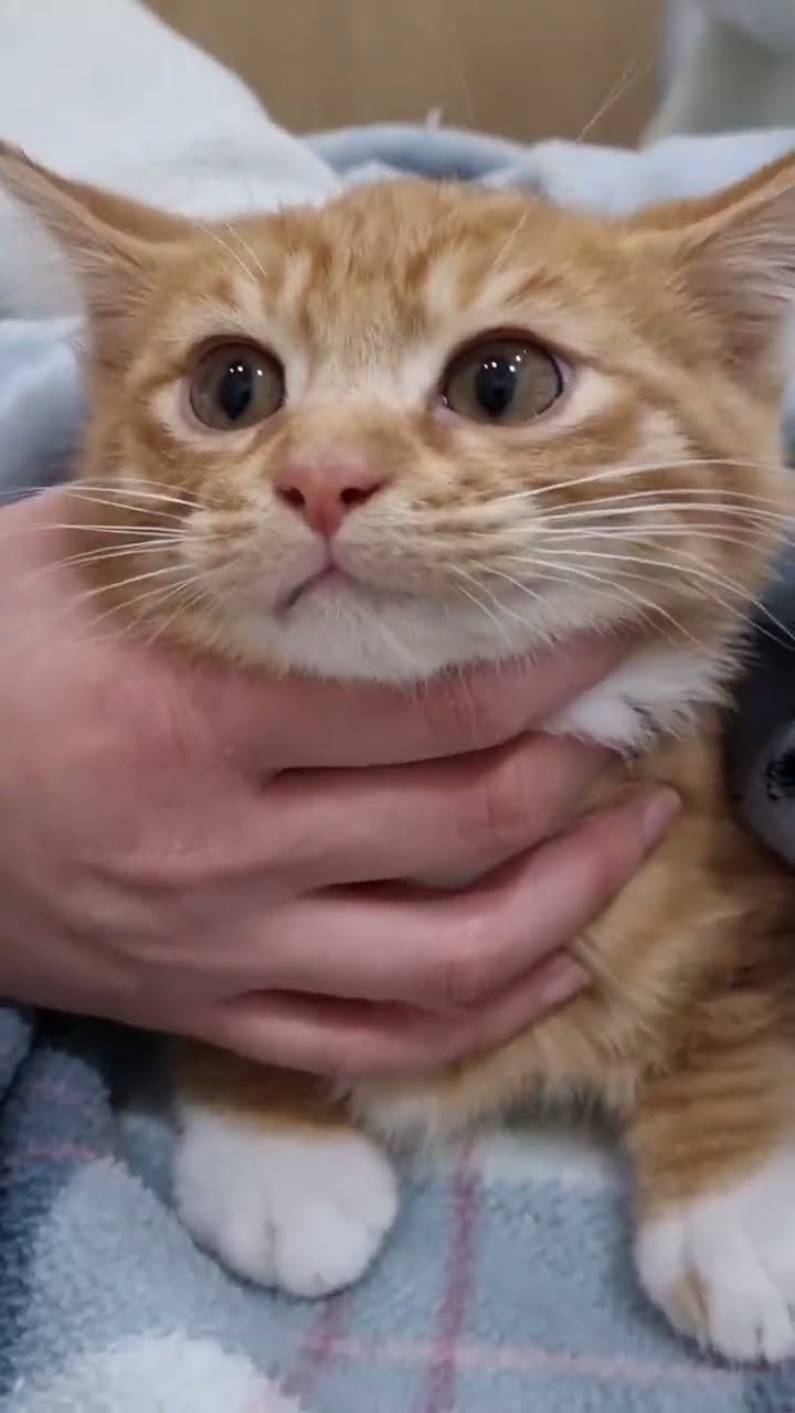 Bébé chaton oronge top