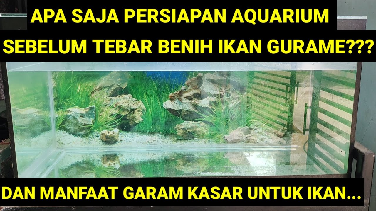 PERSIAPAN AQUARIUM SEBELUM TEBAR BENIH IKAN GURAME