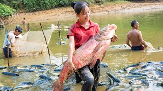 Harvest PINK FISH goes to the market sell - Cooking - Gardening | Ella Daily Life