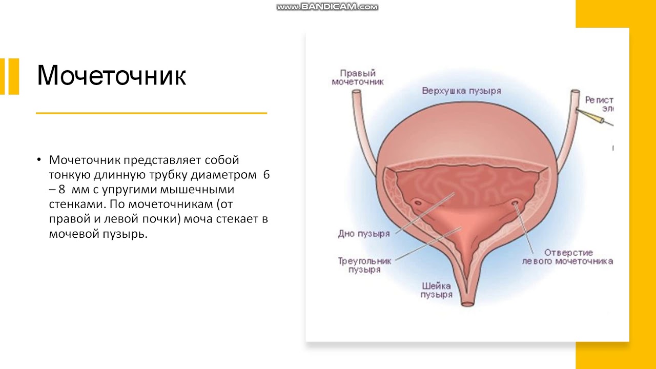 Тест мочевыделительная система 9 класс. Моча выделительная система. выделительная система человека 8 класс. детрузор мочевого пузыря это.