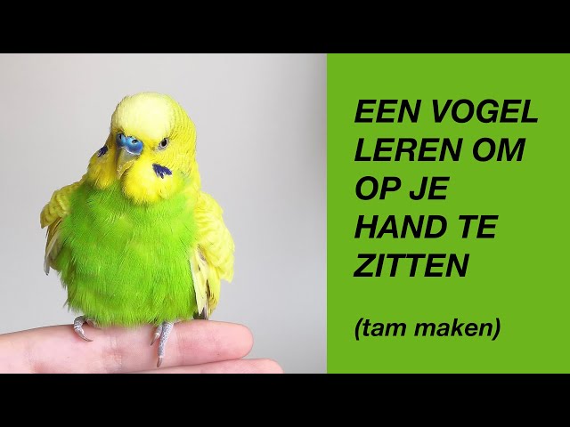 Een Vogel Tam Maken (Leren Om Op Je Hand Te Zitten - parkiet, papegaai) - YouTube Een Vogel Tam Maken (Leren Om Op Je Hand Te Zitten - Parkiet, Papegaai) - Youtube