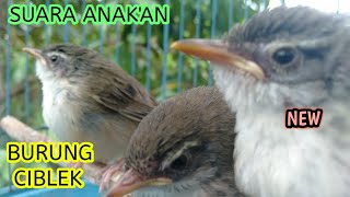 SUARA ANAK BURUNG CIBLEK GUNUNG (CIGUN)