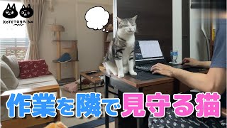 至福!!これぞ猫のいる生活!! by こてとら兄弟 155 views 2 years ago 4 minutes, 35 seconds