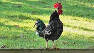 Rooster Crowing Loud In The Early Morning !