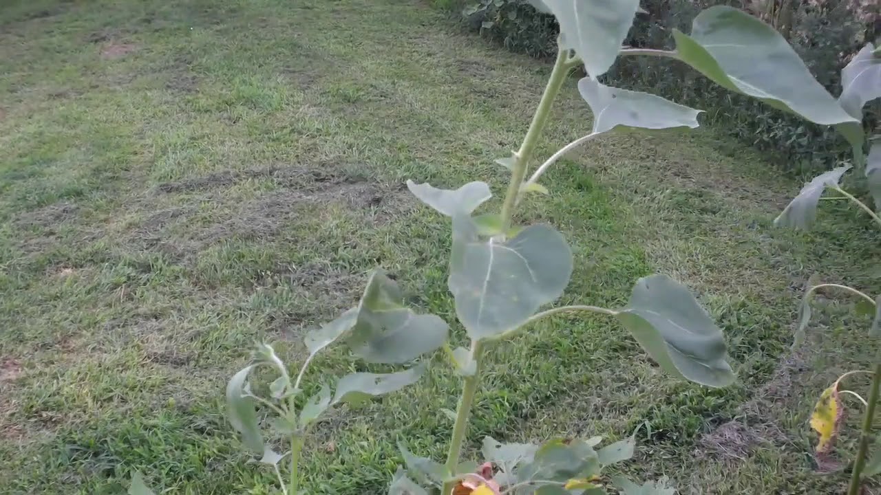 Update on front yard. Please watch "clean up after flood update" video beofore