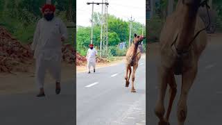 Chilgaadi become a udungi with you #funny #dance #shorts #camel #desi #vairalvideo #marwadi
