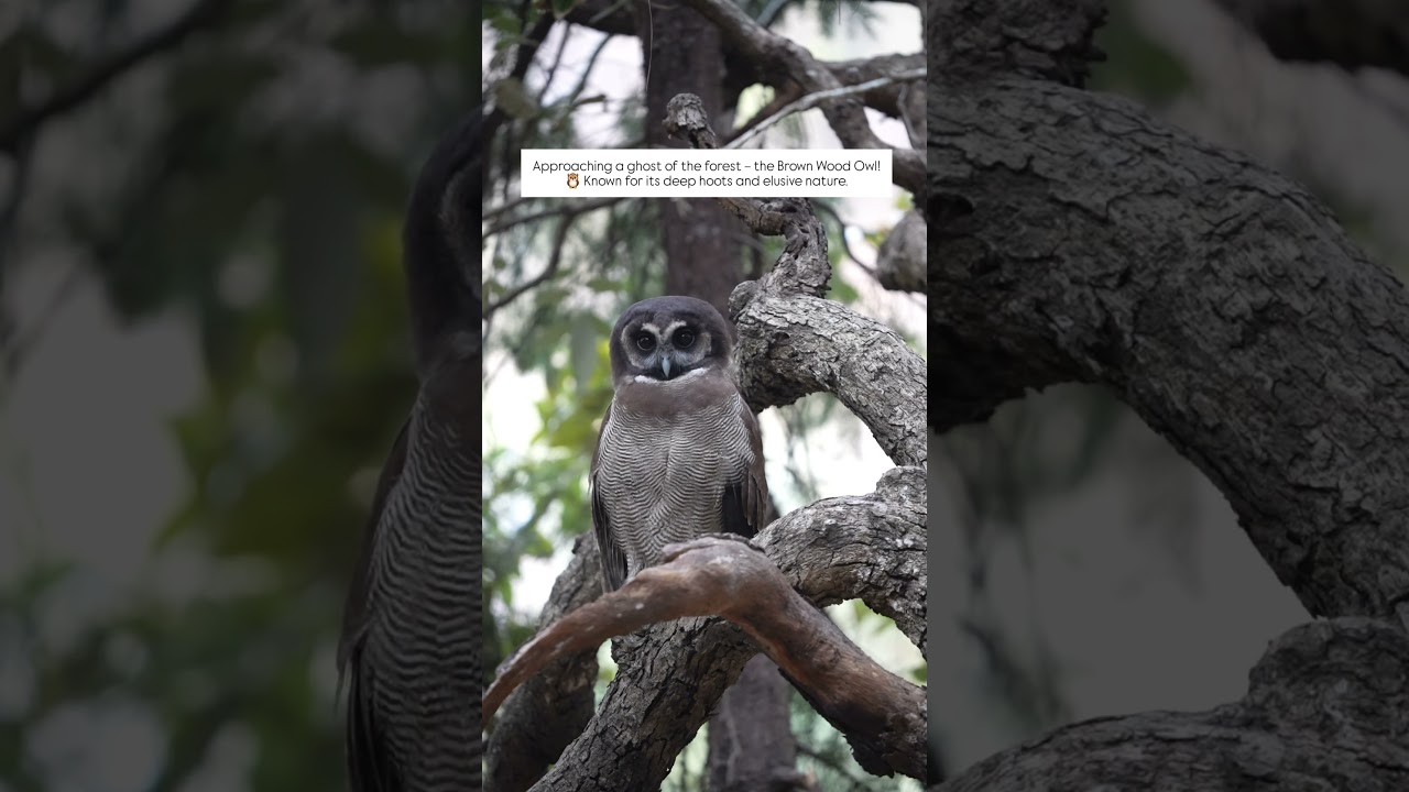 We come across a Brown Wood Owl —a master of camouflage & silence.