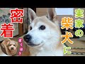 実家の柴犬の休日に密着したら最高に可愛かったw【番外編】