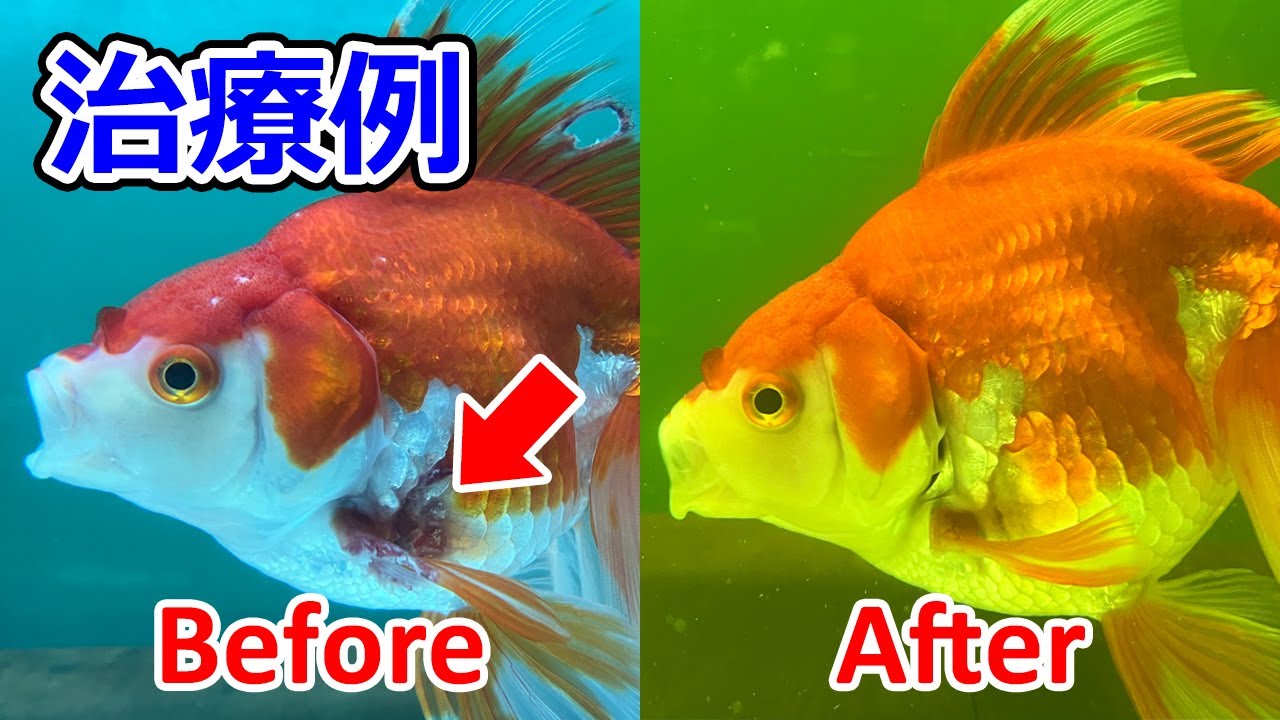 【病気の治療】鰭ぐされ、穴あき症状