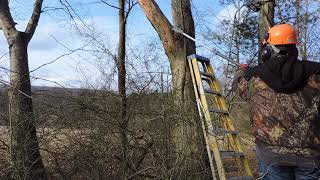 Cutting Tree Branches Without Getting Injured