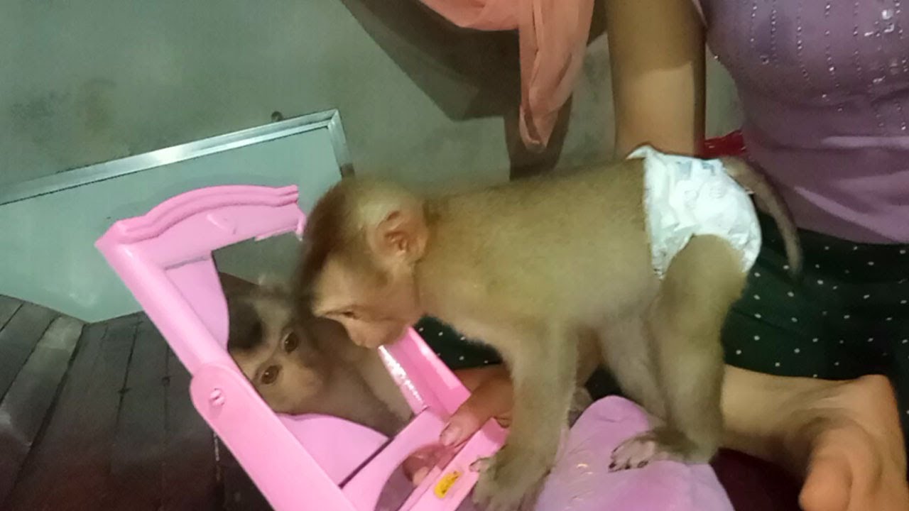 Haya, Pretty girl monkey Ella make up before sleep at night