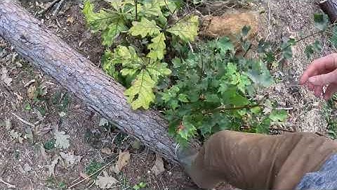 Storm Destroyed the Forest - Building a Bushcraft Shelter & Camping 3 Days