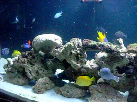 Saltwater fish feeding