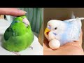 Smart and funny parrots parrot talkings compilation 2024  cute birds 26