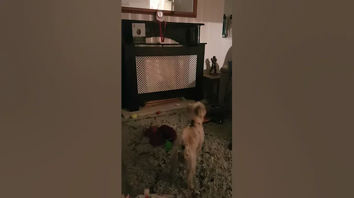 Daft dog x