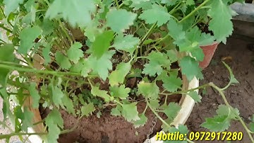 CÁCH TRỒNG HOA CÚC RỦ ( CÚC VÀNG ) BẰNG CÀNH