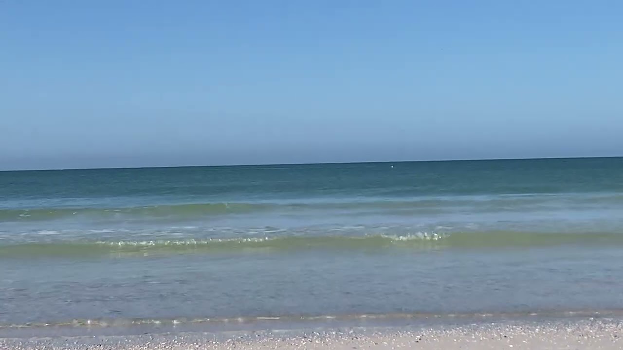 Peaceful Pause: Dolphins Are Benevolent Guardians