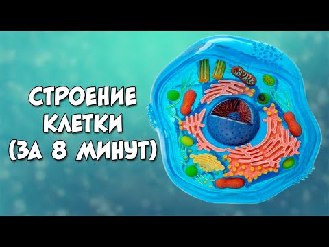 Видео: Строение клетки за 8 минут (даже меньше)