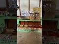 ミニトマト 収穫開始!!