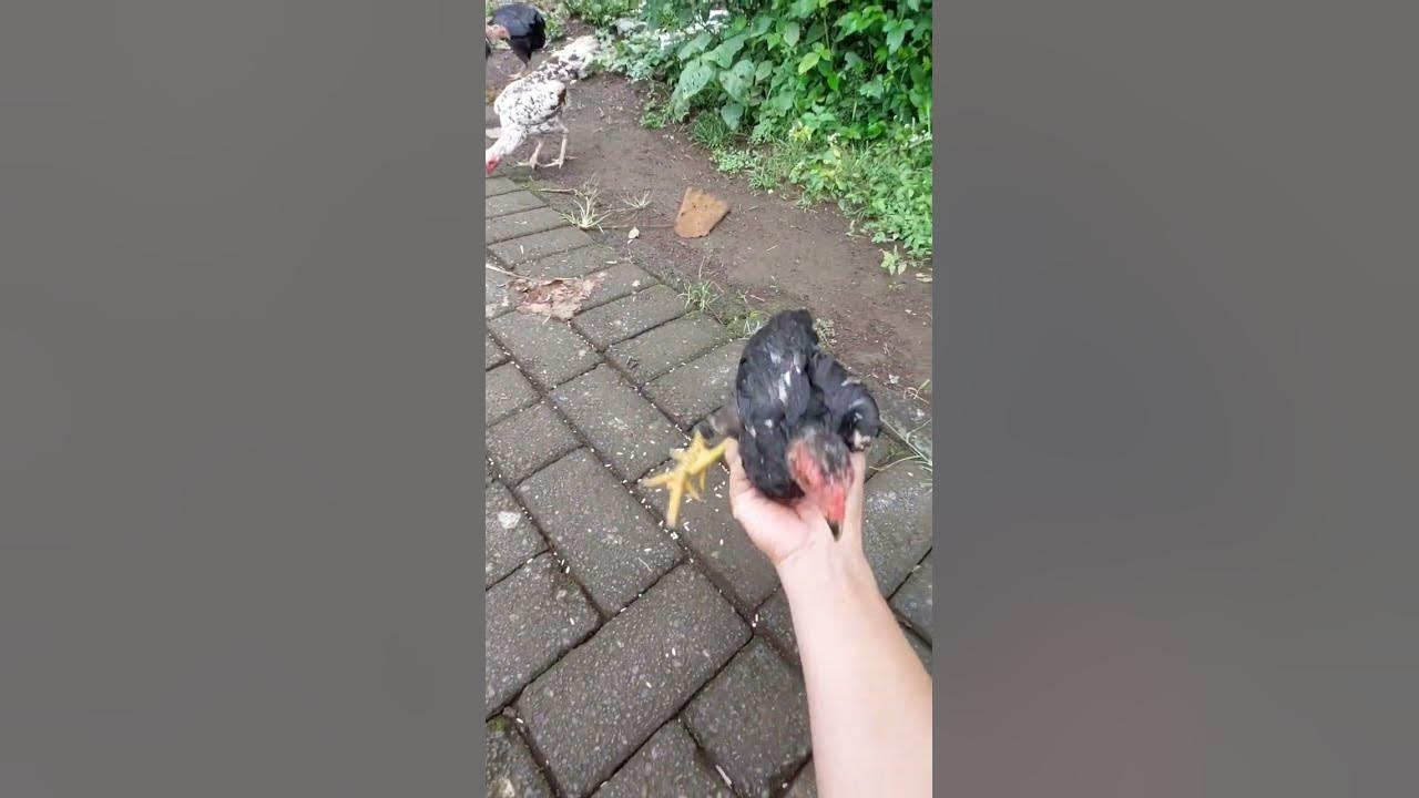 How to catch wild chickens youtube