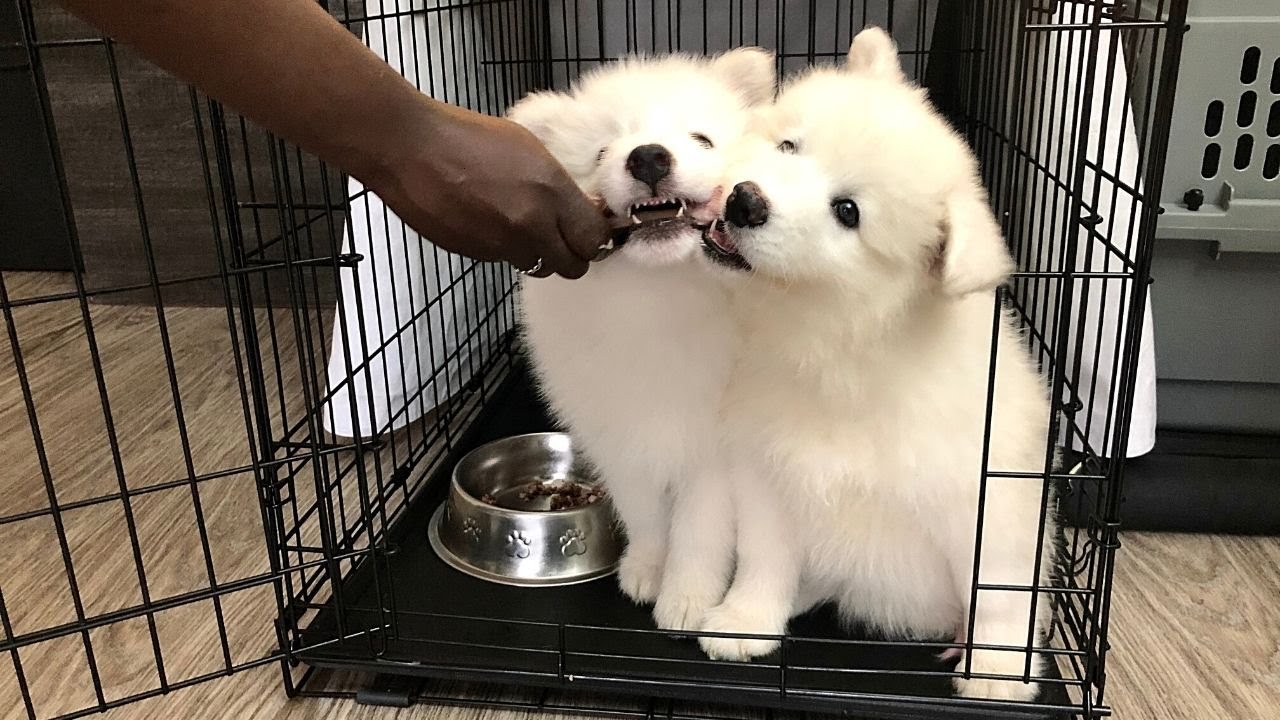 samoyed raw diet